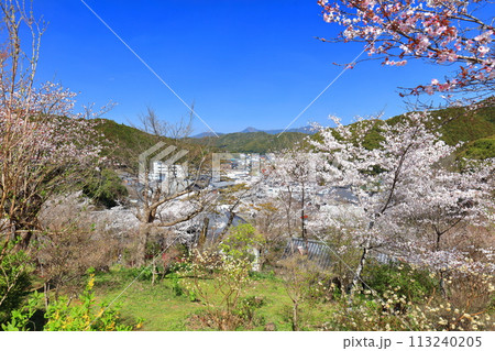 【高知県】快晴の牧野公園の満開の桜 【高知県】快晴の牧野公園の満開の桜 113240205