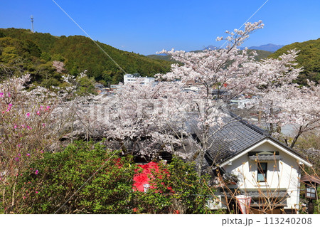 【高知県】快晴の牧野公園の花見棟と満開の桜 【高知県】快晴の牧野公園の花見棟と満開の桜 113240208