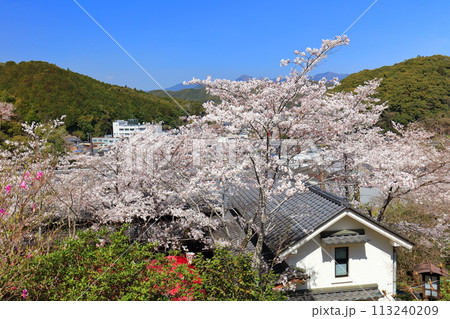 【高知県】快晴の牧野公園の花見棟と満開の桜 113240209