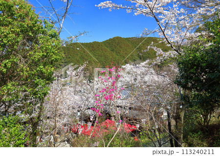 【高知県】快晴の牧野公園の満開の桜 113240211