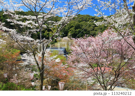 【高知県】快晴の牧野公園の満開の桜 【高知県】快晴の牧野公園の満開の桜 113240212