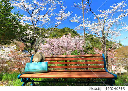 【高知県】快晴の牧野公園のベンチと満開の桜 113240218