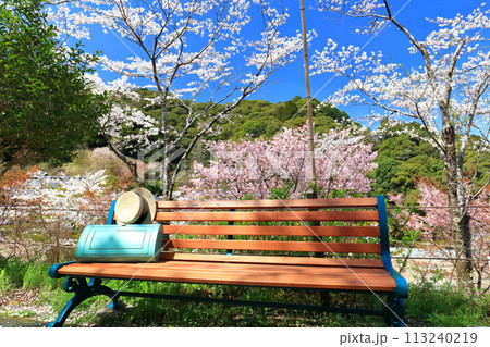 【高知県】快晴の牧野公園のベンチと満開の桜 【高知県】快晴の牧野公園のベンチと満開の桜 113240219