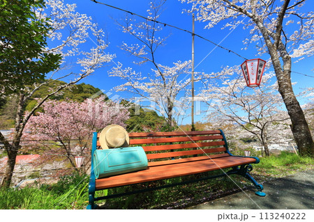 【高知県】快晴の牧野公園のベンチと満開の桜 【高知県】快晴の牧野公園のベンチと満開の桜 113240222