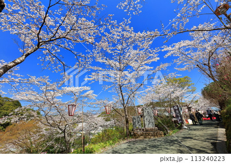 【高知県】快晴の牧野公園の満開の桜 113240223