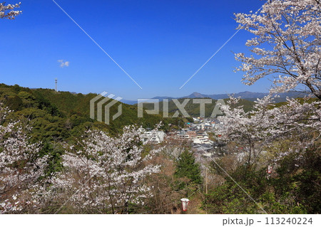 【高知県】快晴の牧野公園の満開の桜 113240224