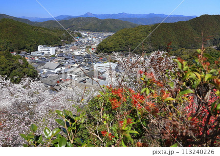 【高知県】快晴の牧野公園の満開の桜 【高知県】快晴の牧野公園の満開の桜 113240226