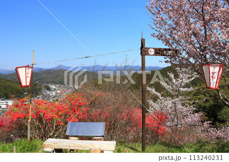 【高知県】快晴の牧野公園の満開の桜 【高知県】快晴の牧野公園の満開の桜 113240231