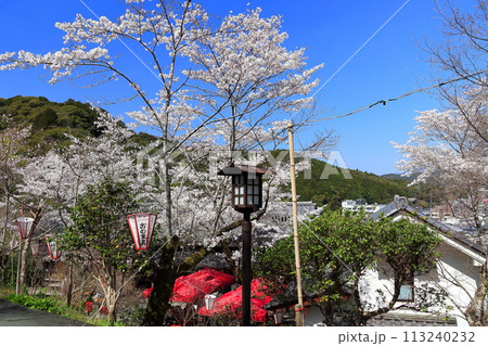 【高知県】快晴の牧野公園の花見棟と満開の桜 【高知県】快晴の牧野公園の花見棟と満開の桜 113240232
