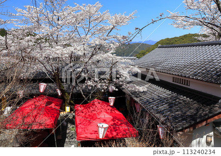 【高知県】快晴の牧野公園の花見棟と満開の桜 【高知県】快晴の牧野公園の花見棟と満開の桜 113240234