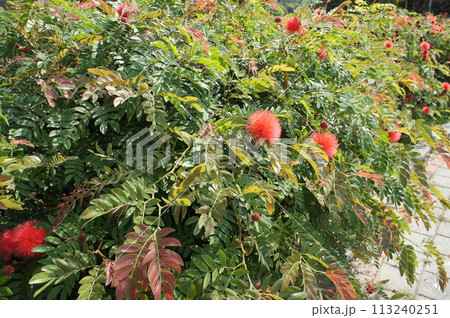 オオベニゴウカン 113240251