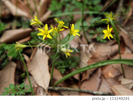 春の黄色い花、キバナノアマナ 113240291