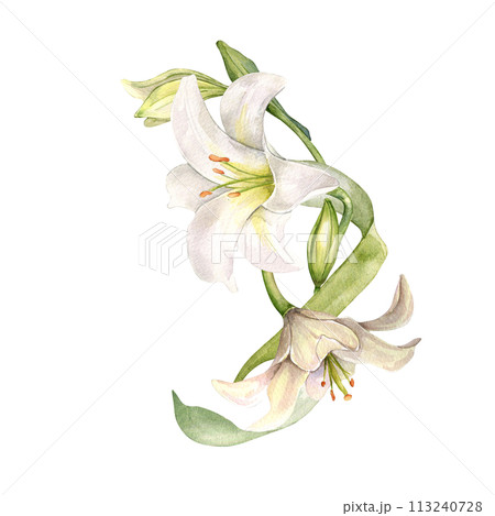 White lily and buds watercolor composition isolated on white. White flower botanical Illustration hand drawn. Lily bouquet and leaves. Design for wedding invitation in church, christen, Easter card 113240728