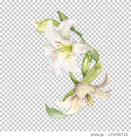 White lily and buds watercolor composition isolated on white. White flower botanical Illustration hand drawn. Lily bouquet and leaves. Design for wedding invitation in church, christen, Easter card 113240728