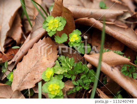 春に咲くネコノメソウの花 113240749