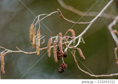 水辺の樹木 カバノキ科ハンノキの雄花穂 水辺の樹木 カバノキ科ハンノキの雄花穂 113241112