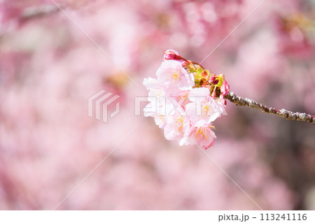 旧仲川ふれあい橋周辺の河津桜 113241116