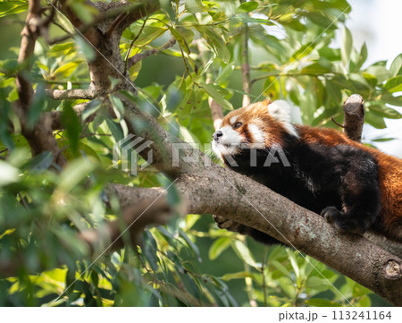木の上でくつろぐ、レッサーパンダ 木の上でくつろぐ、レッサーパンダ 113241164
