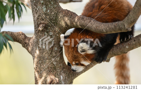 木の上でくつろぐ、レッサーパンダ 木の上でくつろぐ、レッサーパンダ 113241281