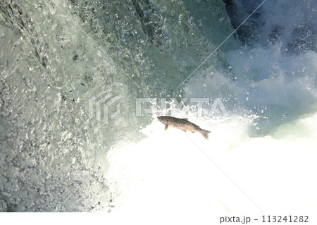 さくらの滝を遡上するサクラマス 北海道 清里町 さくらの滝を遡上するサクラマス 北海道 清里町 113241282