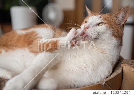 毛繕いをする猫 茶トラ白 毛繕いをする猫 茶トラ白 113241294