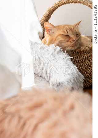 窓辺の猫 茶トラ猫 窓辺の猫 茶トラ猫 113241295