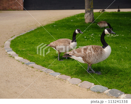 A family of Canada Geese grazing grass in city Frankfurt am Main, on bank of river in Frankfurt, spring time 113241338