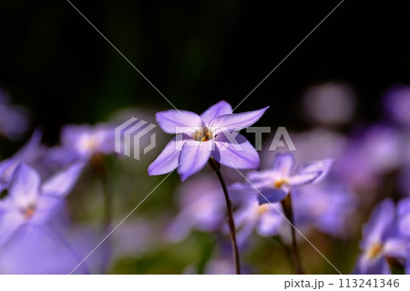ハナニラの花 113241346