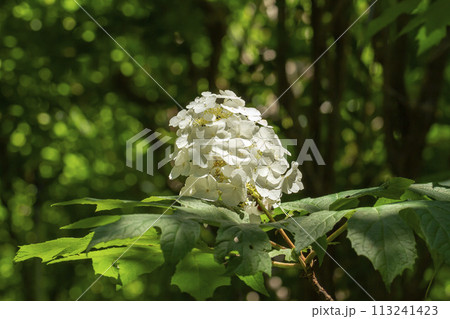 カシワバアジサイ 113241423