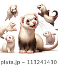 フェレット 113241430