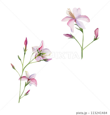 Hand drawn watercolor illustration botanical. Clematis cleome spider anemone lobelia impatiens jasmine, orange flower. Single object isolated on white. Design wedding, love cards, bride bouquet, shop Hand drawn watercolor illustration botanical. Clematis cleome spider anemone lobelia impatiens jasmine, orange flower. Single object isolated on white. Design wedding, love cards, bride bouquet, shop 113241484