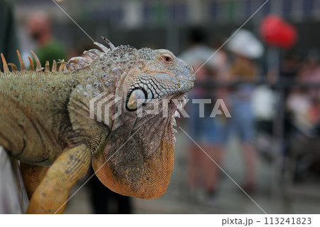 Wild iguana as seen in Parque seminario, also known as Parque de las Iguanas Iguana Park Quito, Ecuador.  113241823