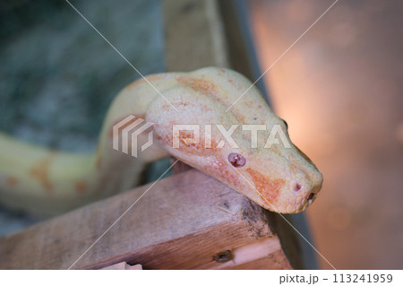 Close up of Golden Thai Python, focus at eyes Close up of Golden Thai Python, focus at eyes 113241959