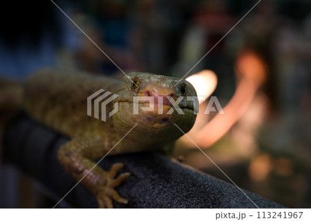 skink tenacious Solomon Islands skink, also known as prehensile-tailed skink, monkey-tailed skink, giant skink, zebra skink, and monkey skink, is an arboreal species of skink endemic 113241967