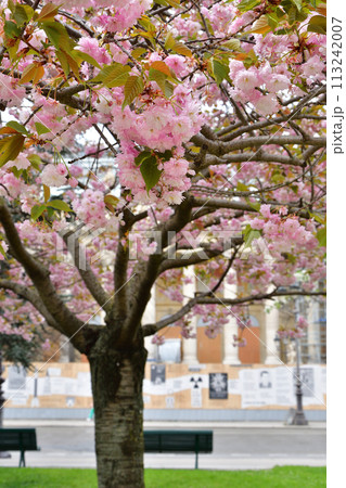 パリ、フランス。プティ・パレのそばで咲いている桜。2022年4月4日撮影。 パリ、フランス。プティ・パレのそばで咲いている桜。2022年4月4日撮影。 113242007