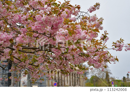 パリ、フランス。プティ・パレのそばで咲いている桜。2022年4月4日撮影。 パリ、フランス。プティ・パレのそばで咲いている桜。2022年4月4日撮影。 113242008