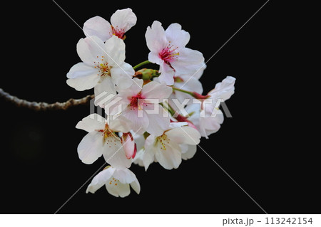 満開の桜（クローズアップ） 113242154