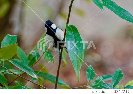 笹藪の枝に止まるシジュウカラ 113242237