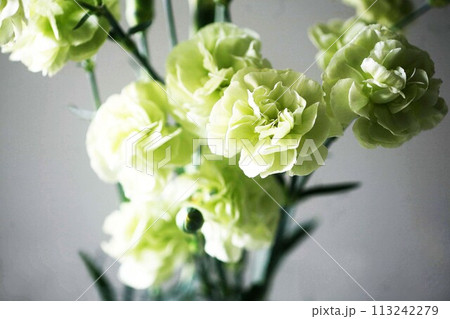 カーネーション　薄緑色の花 113242279
