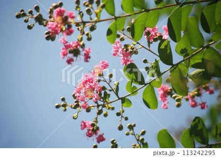 夏空に咲き始めた、サルスベリの花 113242295