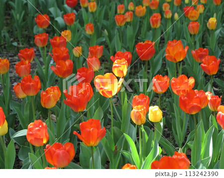 鮮やかな色の花びらのチューリップ 鮮やかな色の花びらのチューリップ 113242390