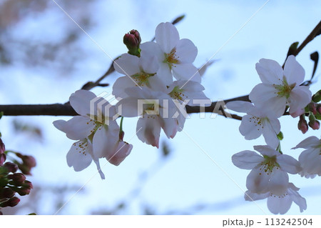 春の公園に咲くソメイヨシノの桜の花 113242504