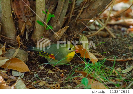 地面で採餌する外来種ソウシチョウ 地面で採餌する外来種ソウシチョウ 113242631