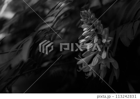 ひっそりと咲くウルイの花~大葉擬宝珠~ ひっそりと咲くウルイの花~大葉擬宝珠~ 113242831