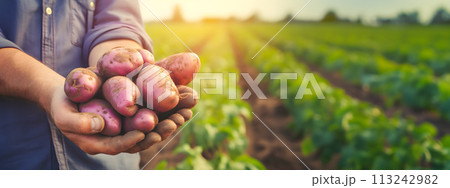 Farmers hands with bio potatoes Farmers hands with bio potatoes 113242982
