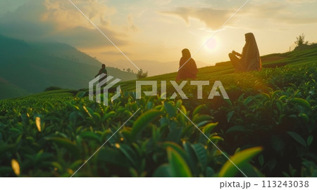 Indian women picking tea leaves in tea garden. 113243038