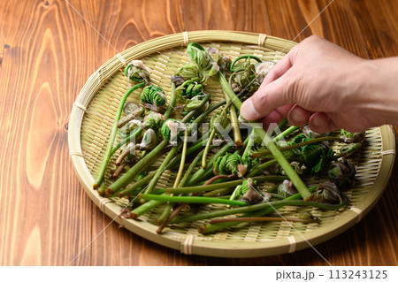 春の食材 ぜんまい （ 薇 ） 113243125