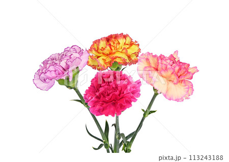 【カーネーション】 (深度合成) 113243188