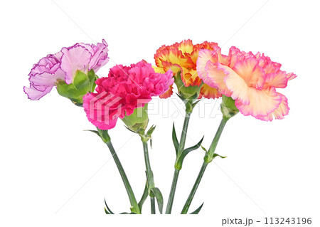 【カーネーション】 (深度合成) 113243196