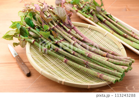 春の食材 イタドリ （ 虎杖 ） 113243288